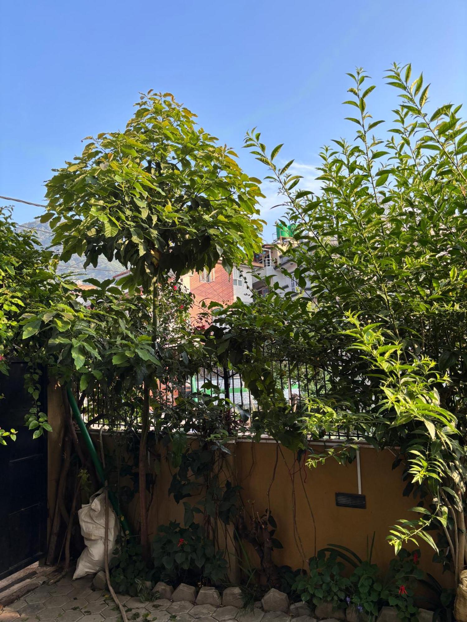 Mums Homestay & Studio Apartments Kathmandu Exterior photo